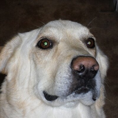 Profile Picture of Tammy Smith Hale (@mylittledodge71) on Twitter