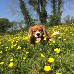 Profile Picture of Basil Kennedy (@basil.kennedy) on Instagram