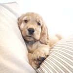 Profile Picture of HAPPY - Bettins Hector (@iamthehappycocker) on Instagram