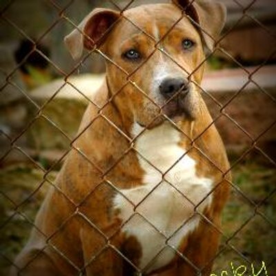 JASONBeesley - Twitter Profile Picture of JASONBeesley (@jason_mahone123) on Twitter