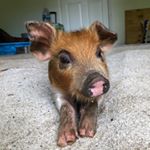 Profile Picture of Eric “Young King” Mahan (@ericthewonderpig) on Instagram