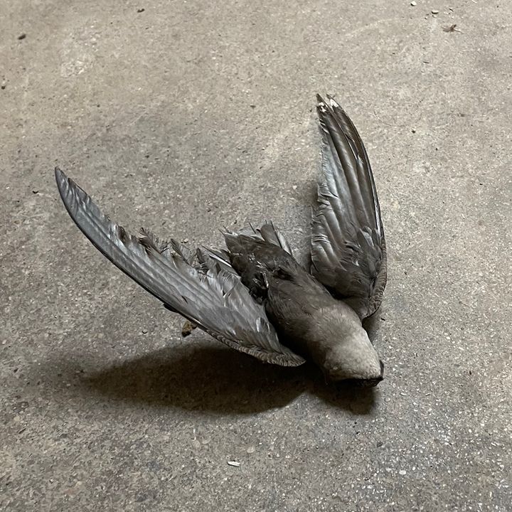 Profile Picture of haley (@haleyyd_) on Tiktok