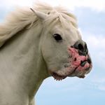 Profile Picture of José Delfín Rodríguez (@josedelfin) on Instagram