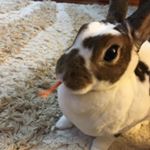 Profile Picture of Daisy The Rabbit (@virginia_bunny) on Instagram