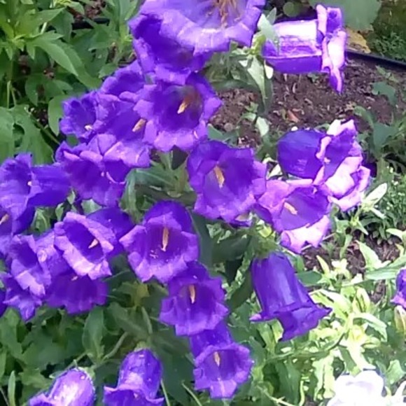 Rogerada Pyers - Poshmark Profile Picture of Rogerada Pyers (@rogeradapyers) on Poshmark