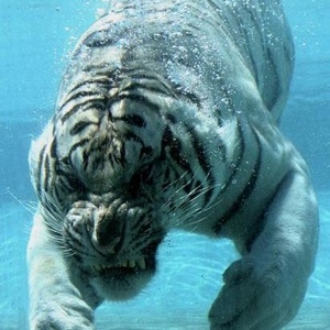 Profile Picture of Aaron Pischke (@chronasaurusrex) on Myspace