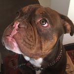Vanina et Aaron - Instagram Profile Picture of Vanina et Aaron (@old_english_bulldog_aaron) on Instagram