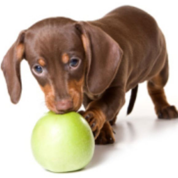 Profile Picture of Michael Birman (@perfectpet) on Poshmark