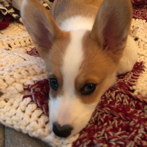 Profile Picture of Brandon Arconado (@brandonarco) on Poshmark