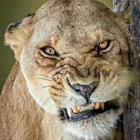 Joyce Spangler - Twitter Profile Picture of Joyce Spangler (@JoyceSpangler7) on Twitter