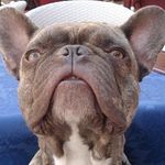 Profile Picture of Robert Gehringer (@robert.gehringer) on Instagram
