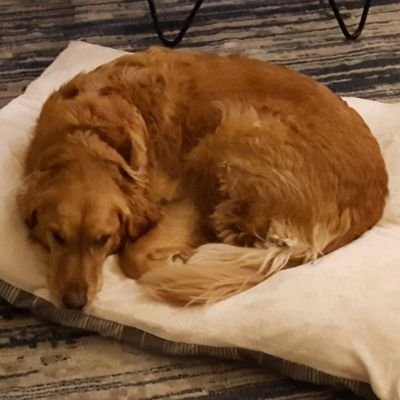 Profile Picture of Josh Kuhn-Kraemer (@kuhnkraemer) on Twitter