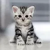 Profile Picture of NancyRoberts (@sanfoaute76) on Tiktok