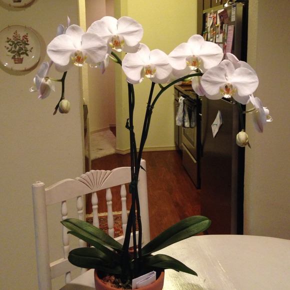 Profile Picture of Jessica Temperley (@littlejtemp) on Poshmark