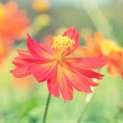 Sarah Polley - Twitter Profile Picture of Sarah Polley (@SarahPolls) on Twitter