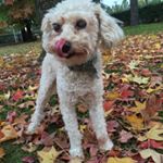 Profile Picture of Doly Elizabeth Chewbaca (@theblinddoly) on Instagram