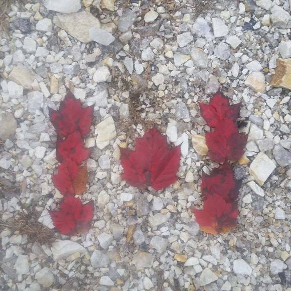 Profile Picture of Carrie Lavertue (@carrie0009) on Poshmark