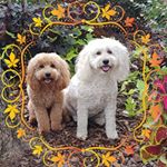 Profile Picture of Joy McCormick (@redtoitle) on Instagram