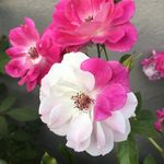 Profile Picture of Michelle Angelides (@sea_chelle57) on Instagram