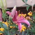 Profile Picture of Jungsook Lee (@jslee912) on Instagram