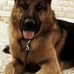 Profile Picture of Michele Rossiello (@michele.rossiello) on Instagram