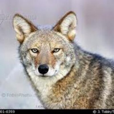 Profile Picture of Michael DeBell (@debellml) on Twitter