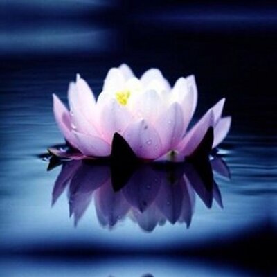 Profile Picture of Dawn Marie Fernandes (@DMarieFernandes) on Twitter