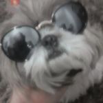 minni_canosa_delgatti_bento - Instagram Profile Picture of minni_canosa_delgatti_bento (@minni_canosa_delgatti) on Instagram