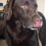 Profile Picture of Logan Wilson (@logan_wilson_mojo.w987) on Instagram