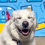 Profile Picture of Samson (@dcgreatpyr) on Instagram