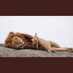 Profile Picture of VintageAR7 ( Abhishek Roy)🔥☠️ (@_ansu.roy_) on Instagram