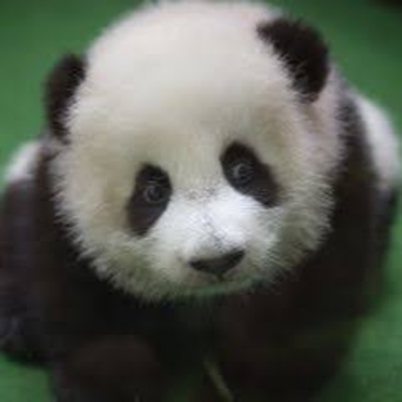 Profile Picture of Raelyn Patton (@pattorae000) on Poshmark