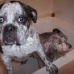 Andrew Popham - Instagram Profile Picture of Andrew Popham (@drewdog123) on Instagram