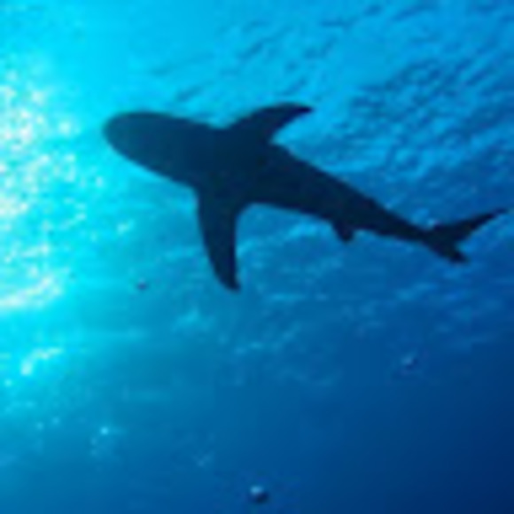 Profile Picture of Delphine Lecomte (@delphinelecomte) on Poshmark