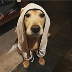 Profile Picture of Daniel Henney (@daniel_henney_pr1vate) on Instagram