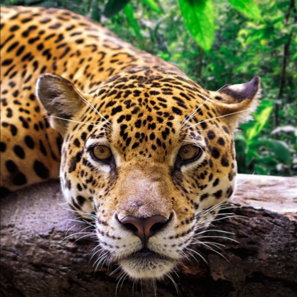 Profile Picture of Radcat Wears (@radcat3) on Poshmark