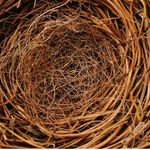 Wildernest - Instagram Profile Picture of Wildernest (@wildernestdesign) on Instagram