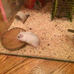 Profile Picture of Péter Laura (@peterlaura7) on Instagram