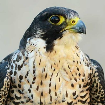 Profile Picture of MARCELINO PEREZ LUNA (@mildran) on Twitter