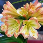 Profile Picture of John Mac (@john.mackenzie.1884787) on Instagram