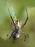 Profile Picture of Orb-weaver spider - Wikipediaon Wikipedia