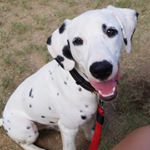 Profile Picture of Ritz-Carlton Edwards (@ritzthedogwithspots) on Instagram