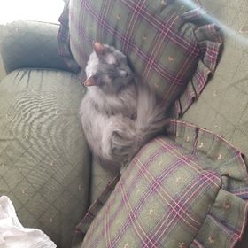 Profile Picture of Angie Robinson (@feronia78) on Pinterest