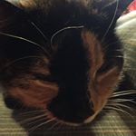 Profile Picture of Dane Harrison (@daneharrison4) on Instagram