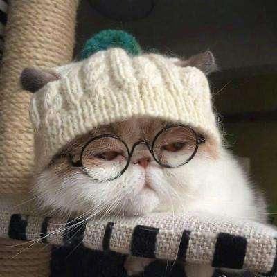 Profile Picture of Cat Beauty (@howardmcmichaeler) on Tiktok