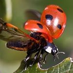 Profile Picture of Anne McClean (@annemcclean1984) on Instagram