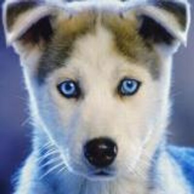 Profile Picture of Robert Kiefer (@robertkiefer2) on Twitter