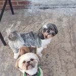 Profile Picture of joey and ruby (@joeyandruby1) on Instagram