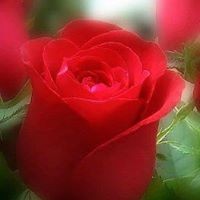 Profile Picture of Janet Bishop (@janet-bishop-19) on Quora