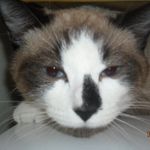 Profile Picture of Darcy D Schewalje (@maxwell6868) on Instagram